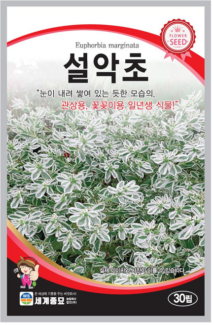 모칸도 (무배)세계 설악초 꽃씨 (30립), 1개