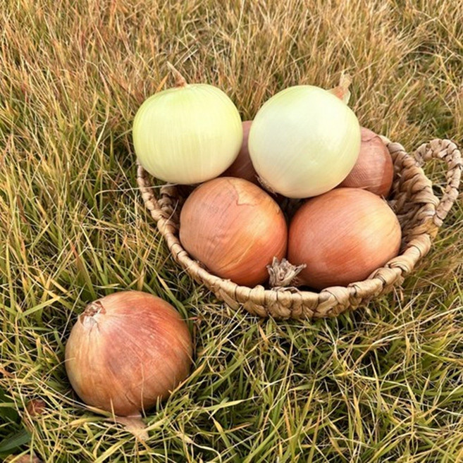 단단하고 신선한 국내산 양파, 1개, 3kg 중소혼합