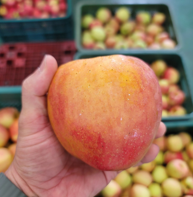 [물가안정프로젝트] 문경 감홍 사과 못난이 경북 고당도, 1개, 3kg