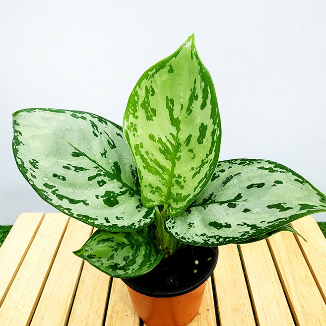 에덴플랜트 아글레오네마 그린아트 지름10cm포트 공기정화 수경재배 아글라오네마, 1개