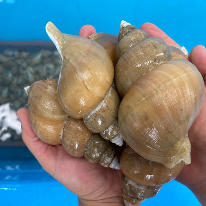 [선주직송] 당일조업 산소포장 포항 자연산 생물 백고동 백골뱅이 특대 대 중 소, 1개, 백고동 500g (20미내외)