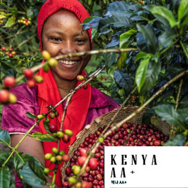 케냐AA 원두 500g 홀빈 산미원두 싱글오리진 13월의태양 공정무역커피, 프렌치프레스, 1개