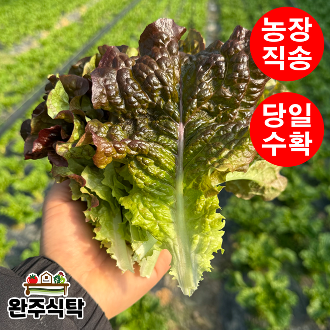 [당일수확] 국내산 적상추 농장직송 완주식탁, 1kg, 1박스