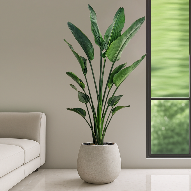 농원청년 스톤코쿤 거실화분 개업화분 승진 영전 축하화분 사무실 축하화환 선물 카페 병원 개원 로비 인테리어식물 집들이 개업선물 공기정화식물 뱅갈고무나무 올리브나무 여인초 금전수, 30.VIP대형 여인초