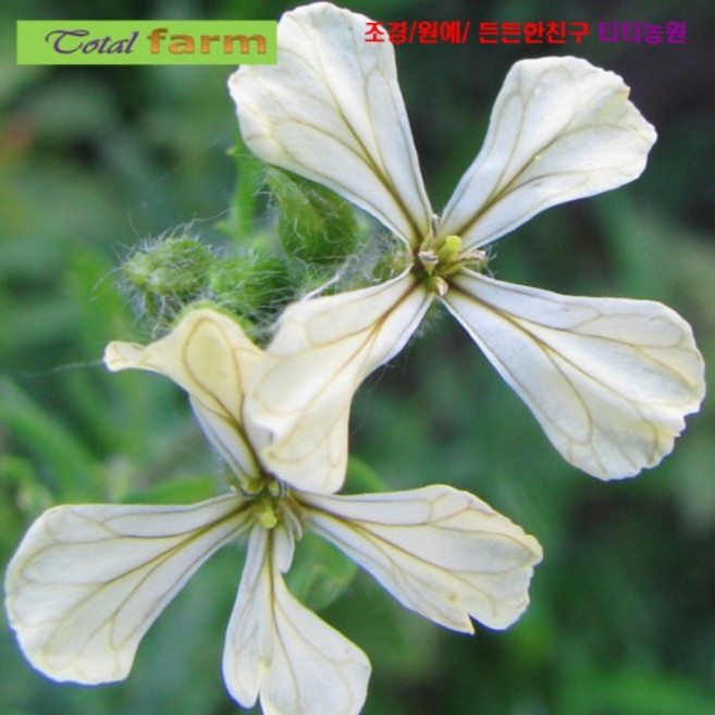 팝플라워(허브씨앗) 루꼴라 (Rucola) 25립, 1개