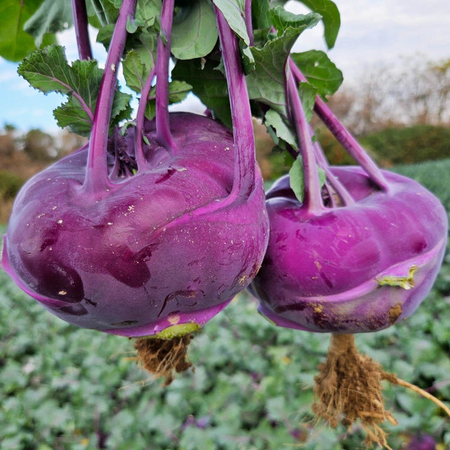 25년 수확 싱싱한 국내산 제주 콜라비, 2kg, 1박스