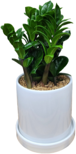 보석금전수 소품 금전수 돈나무 원통형화이트화분 개업 집들이 승진선물 공기정화식물, 1개, 화이트