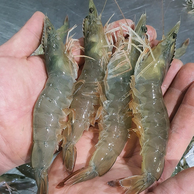 국내산 흰다리새우 1kg 활새우 왕새우, 1개, 생물 흰다리새우1kg(40미내외)