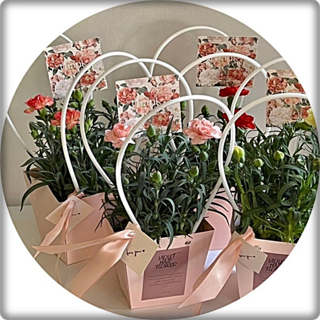 카네이션 꽃화분 Carnation 생화 카네이션 바구니 분화 어버이날 스승의날 부모님 스승님 사랑합니다, 1개, 분홍색