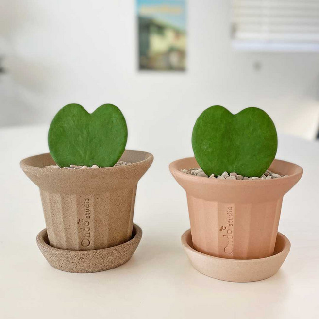 마이플랜트 하트 호야 트럼펫 팟 키트, 1개, 커피 세트