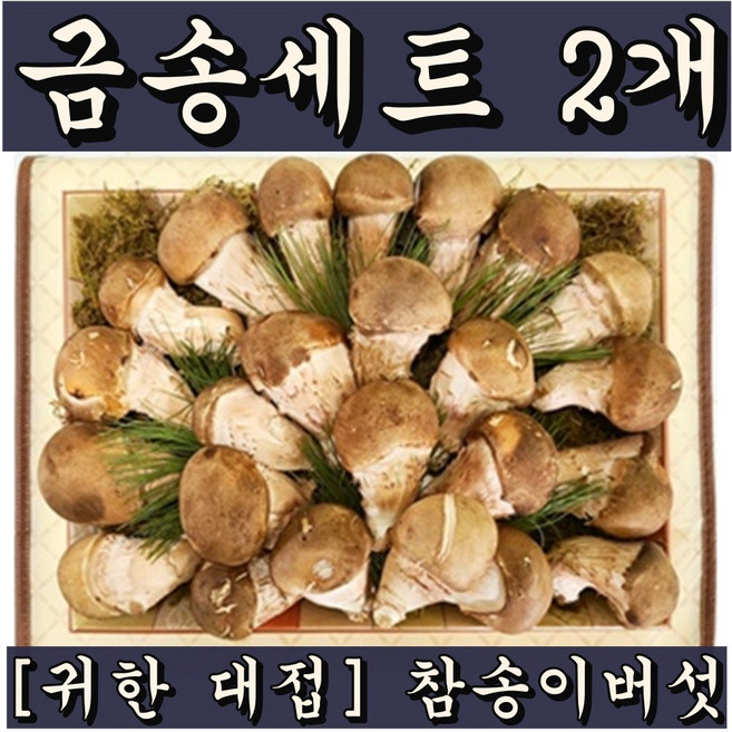 금송세트 1kg 참송이버섯 주문시수확 구정 명절 부모님 장모님 처가 시댁 선물, 2세트