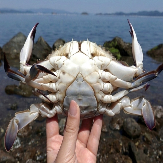 서해안 알배기 활 암꽃게 1kg 4~6미, 1개