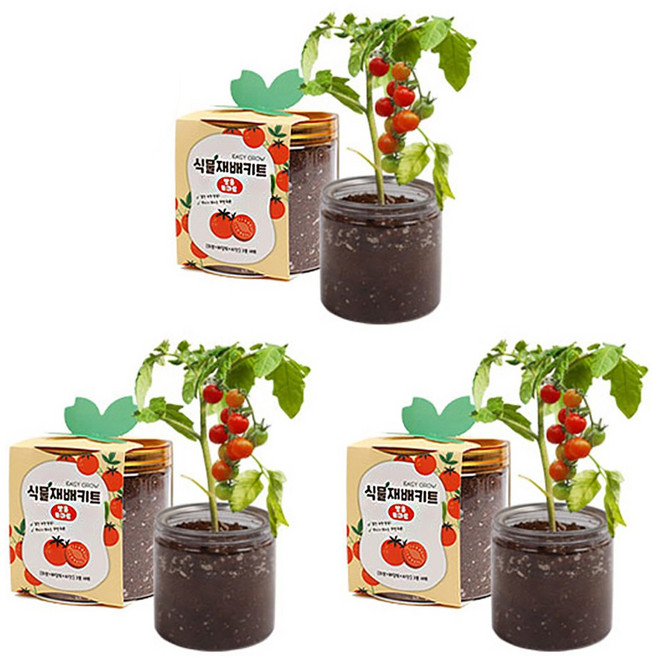 [3개세트] 밍밍 텃밭가꾸기 식물재배키트 식물 재배 화분, 방울토마토 3개 세트