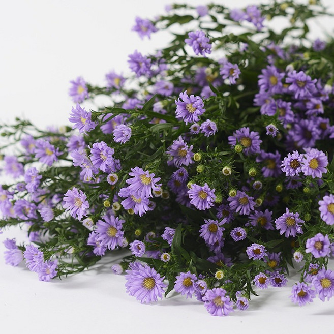 공작초 보라 한단, 1개