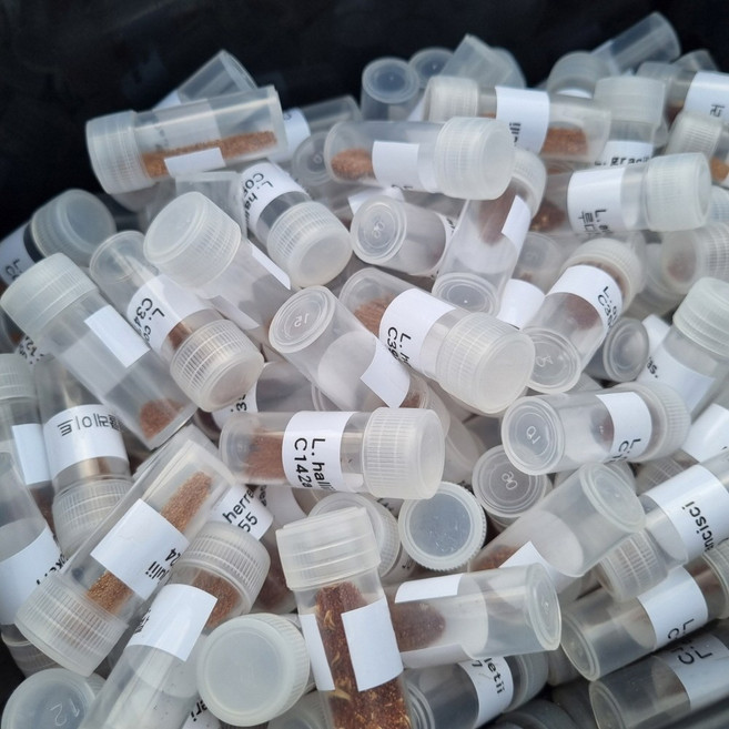 [한선원] 리톱스믹스 종자 씨앗 혼합 300여품종 200립이상 2025년 채종씨앗 아프리카 소형 다육 식물 미니 희귀 선인장, 1개