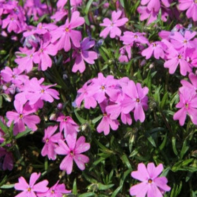 꽃잔디 분홍 모종 봄꽃개화 지피식물 잔디대체 정원용 포트/40개 JS779, 40개