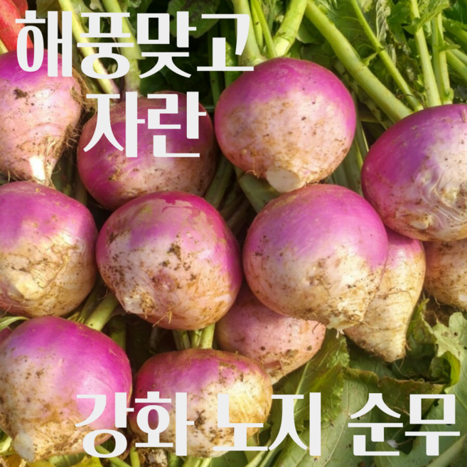 [국내산] 강화도 산지직송 2026년 노지 봄 강화 생 순무, 1개, 5kg