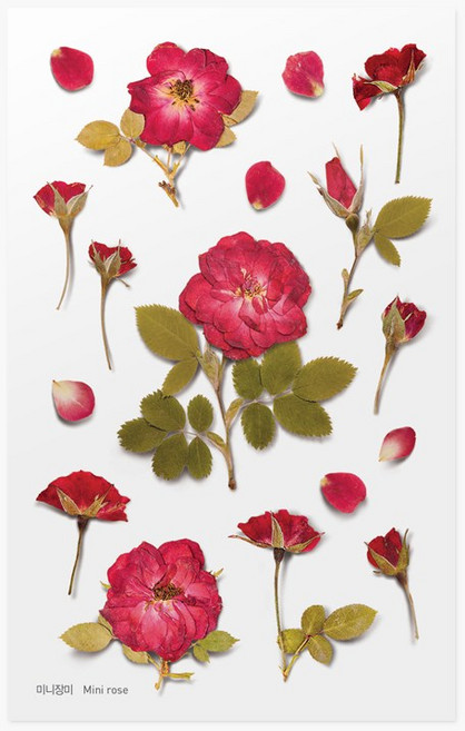 [어프리] 압화스티커_미니장미, 1개, 15_미니장미