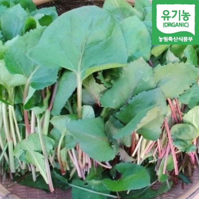 [명인농부님농장생산] 유기농 참취 생 취나물, 1박스, 1kg