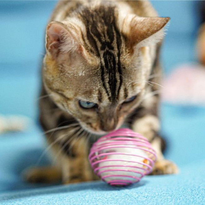 포트렘 고양이 사냥놀이 장난감 쥐돌이 인형 스프링 볼 공 3개 세트, 1개