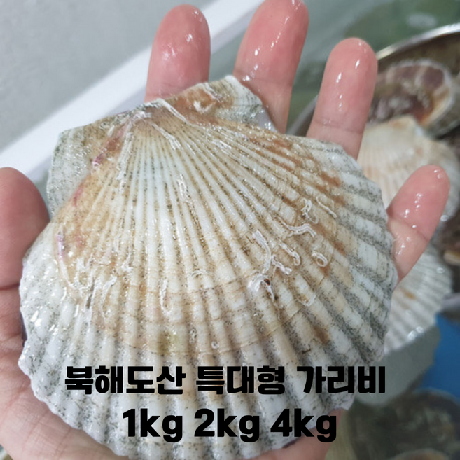 [일본 북해도산 명품 가리비] 북해도산 활 가리비 특대형 1kg 2kg 4kg /가리비구이 가리비찜, 2개