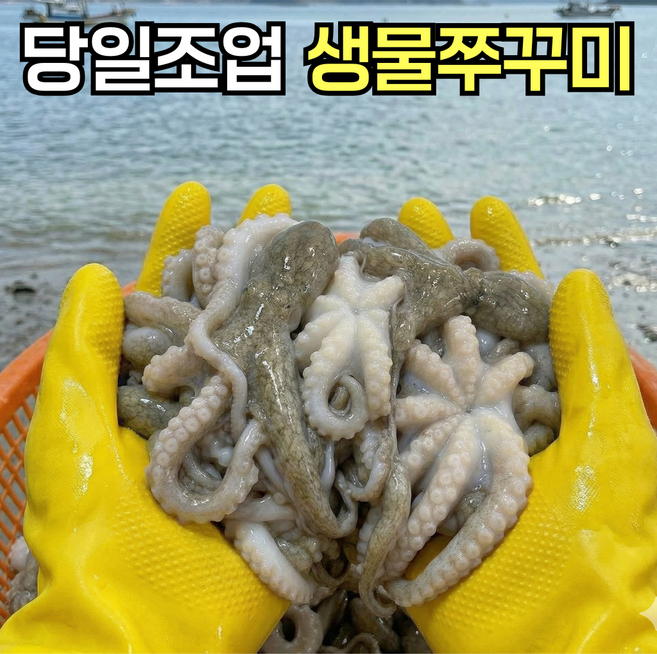 [재주문1위] 당일조업 제철 생물 활 알쭈꾸미, 1박스, 1kg
