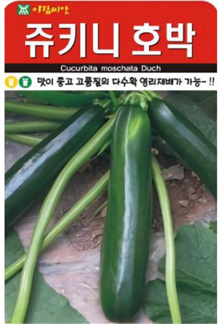맛이 좋고 고품질의 다수확 영리재배가 가능 쥬키니 호박 씨앗 30립, 1개
