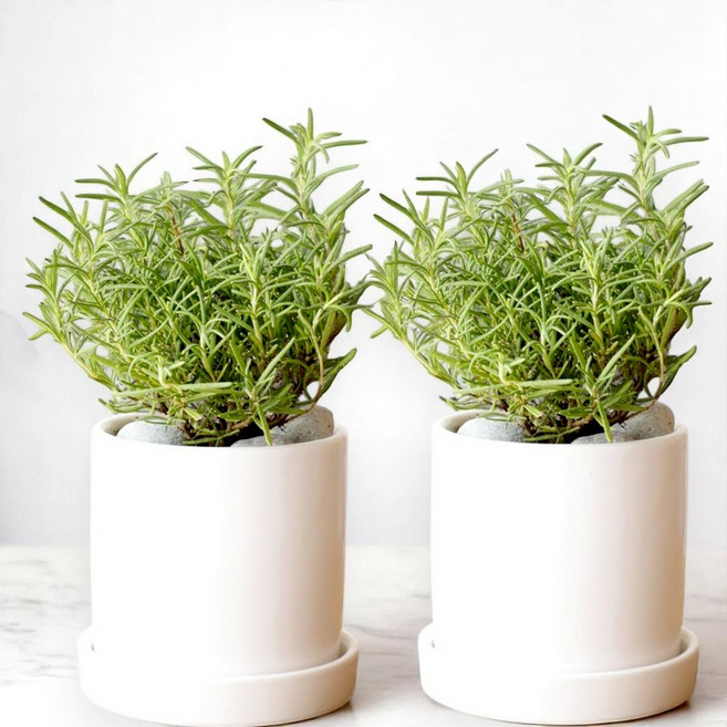 [식용허브] 로사드블랑 로즈마리 허브 화분 향기나는 식물, (1+1) 로즈마리_화이트화분, 1개
