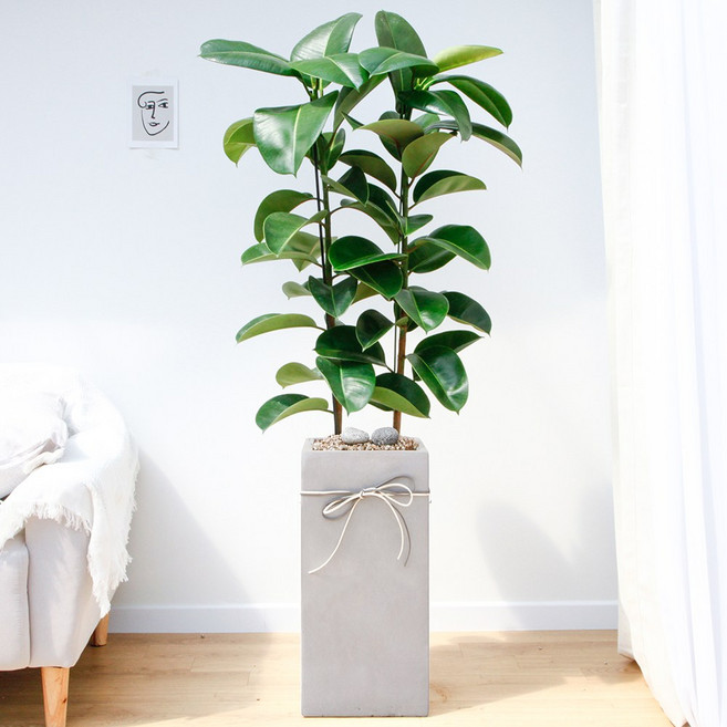 드셀플라워 금전수 돈나무 개업 화분 집들이 선물 승진 사무실 이전 병원 개원 식당 개업식 축하 화분 배달 당일배송 특대형 그레이 사각 경량화분, 1개, 9.특대형_인도고무나무 그레이 사각 경량화분