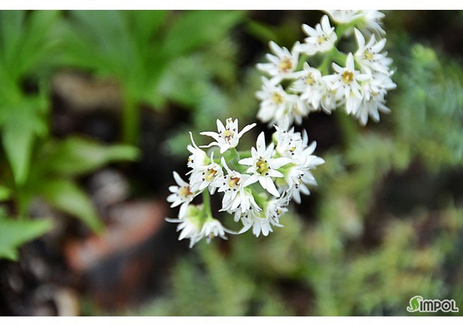 [평창]돌단풍, 3개