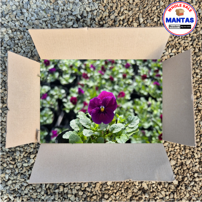 비올라 진한자주 15개세트 비올라꽃모종 오래피는꽃, 1개