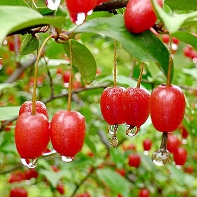 왕보리수나무 묘목 3년생 결실주 분묘