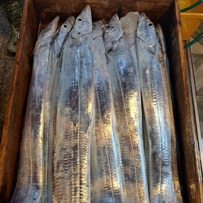 푸르디 제주 은갈치 무염 손질 제주갈치, 1개