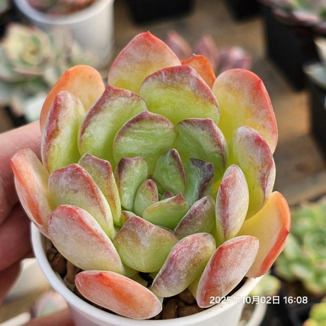 寶Bao多肉花園 綜合品種 2吋盆 多肉植物盆栽 迷你盆栽 辦公室盆栽, 閃亮, 1個