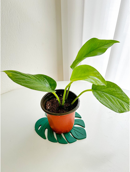 스킨답서스 공기정화식물 수경재배식물 1+1, 1개