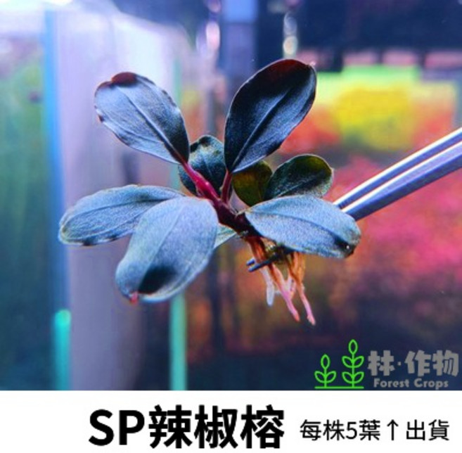 林作物 水草SP辣椒榕 無品系隨機出貨 適合新手入門練功 神秘草 水中葉 前景 中景陰性草 一般級, 1個