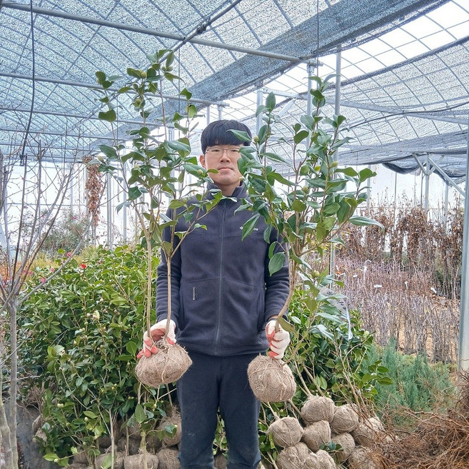 [나무묘목마트]동백나무 묘목 대륜동백 3~4년생 분묘, 1개, R3~4점 분묘