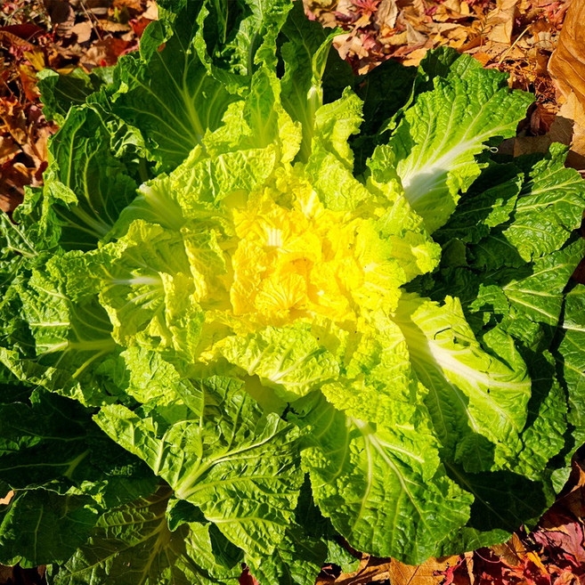 진도해풍봄동2kg(7-12입), 1개, 2kg