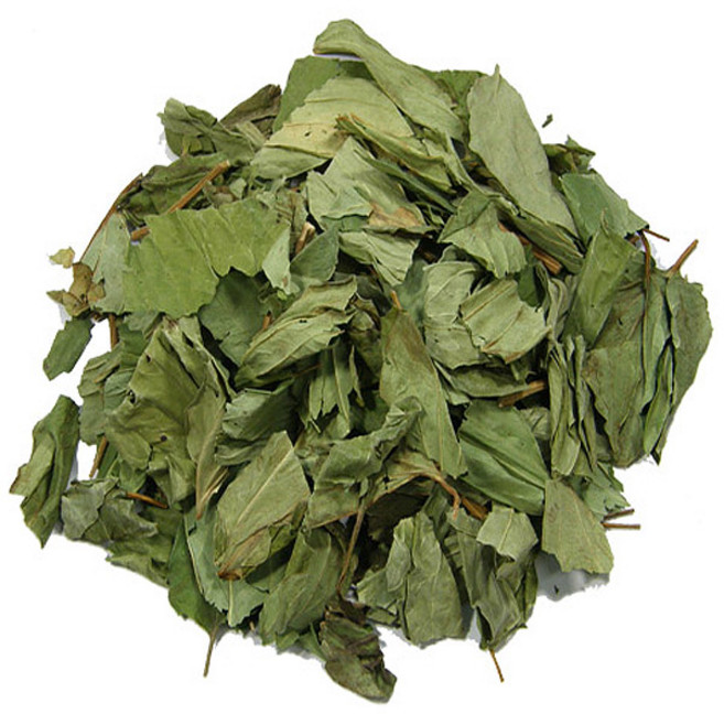 국산 삼백초, 1개, 300g