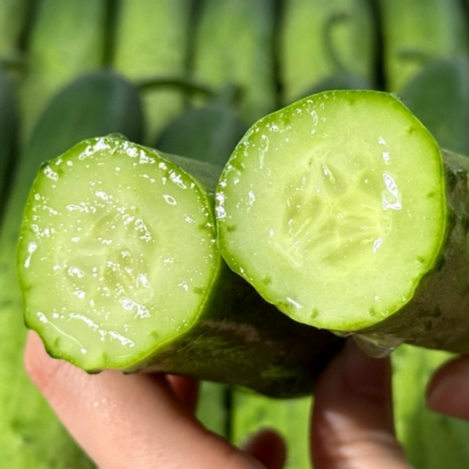 [최저가초특가] 딱50박스만 초고당도 시원아삭 백오이, 1박스, 2kg