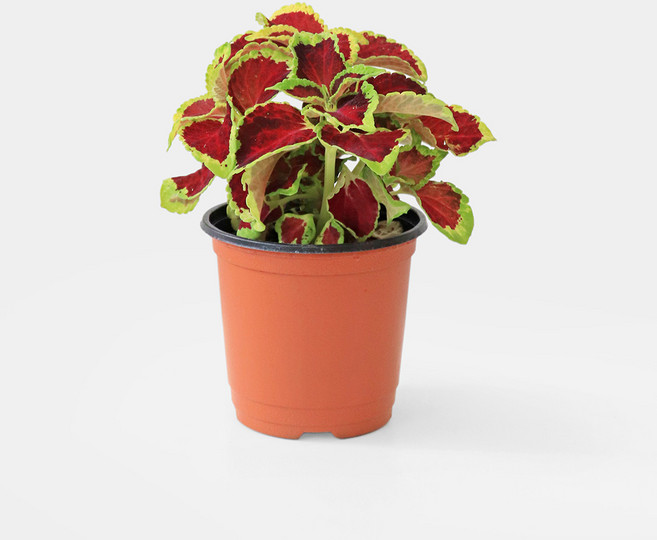 마이플랜트 콜레우스 트러스티러스티 소형 관엽식물, 소품, 1개, 단일