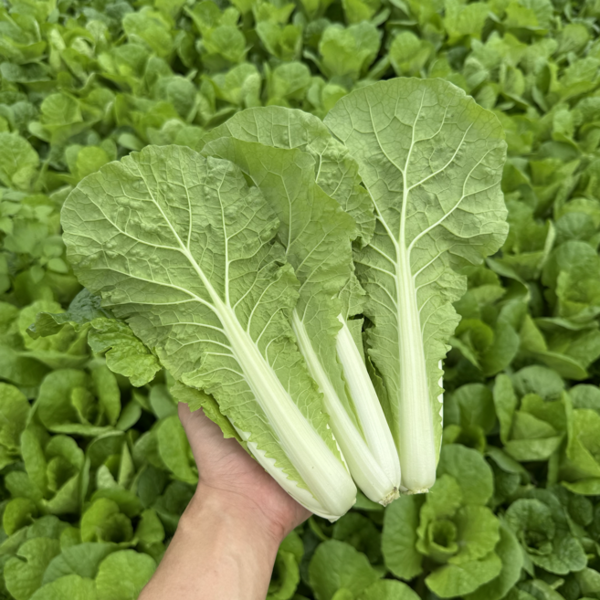 [달콤밥상] 강원도 철원 얼갈이배추 산지직송, 1개, 8kg