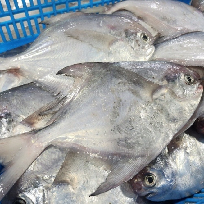 국내산 급냉 횟감 병어, 1박스, 4kg