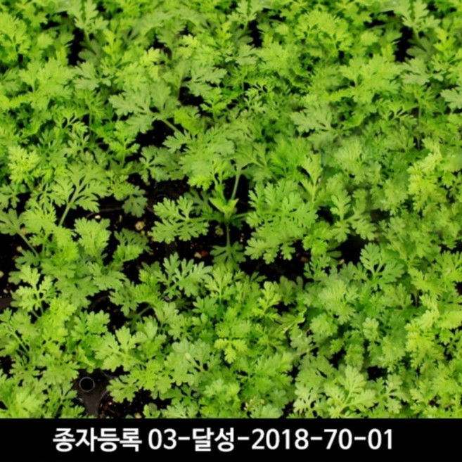 개똥쑥모종 20포기 - 직접키우는 국산 약쑥모종