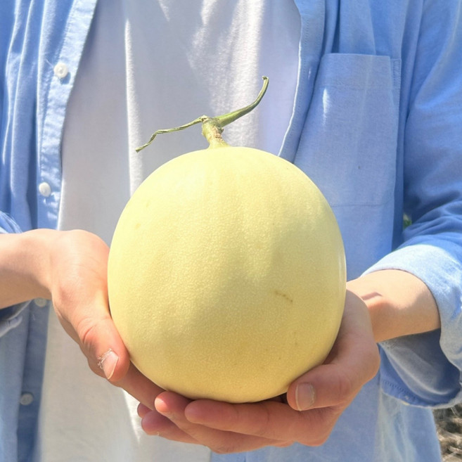 초고당도 천안 수신메론 홈런스타 멜론, 1박스, 5kg(특대과 3-5수)