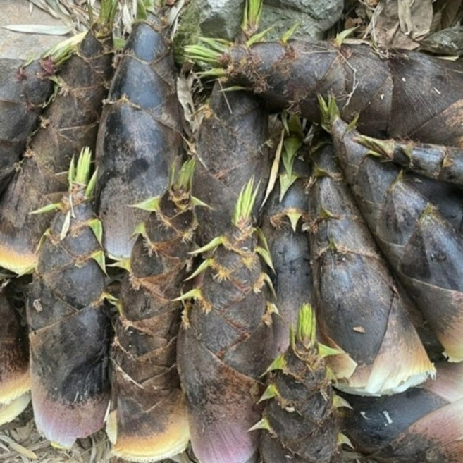 지리산 산지직송 국산 맹종죽순 생죽순, 1박스, 5kg