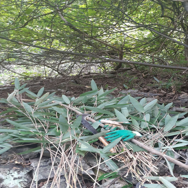 야생자연산100%조릿대진액(110mlx30포), 30개, 110ml