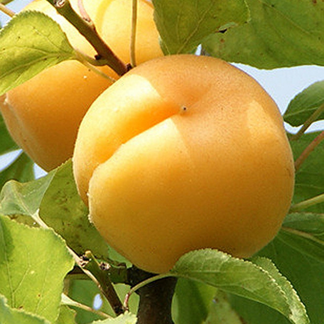 혼자서도 열매맺는 살구나무 묘목/ 신사대실 접목 1년 / 병충해에 특히강함/ 자가결실 / 신맛이 적고 매우 달콤한 맛이 좋음, /, 1개