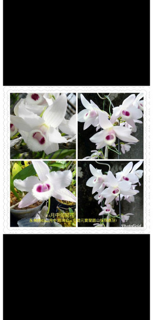 霏霏園藝 山採檀香蘭盆栽 白花紅心 盛開漸變粉色 居家綠植