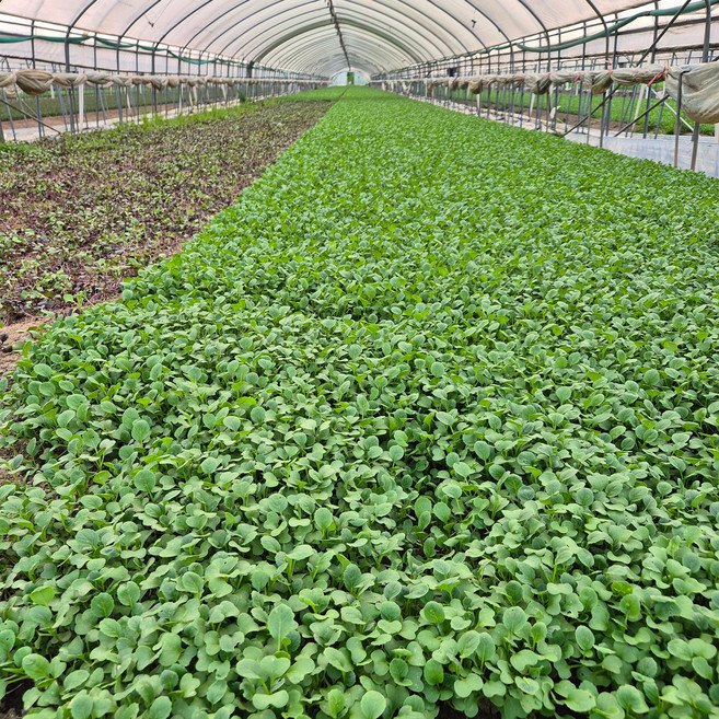 [바오팜] 국내산 유기농 어린잎 청경채 2kg, 1박스